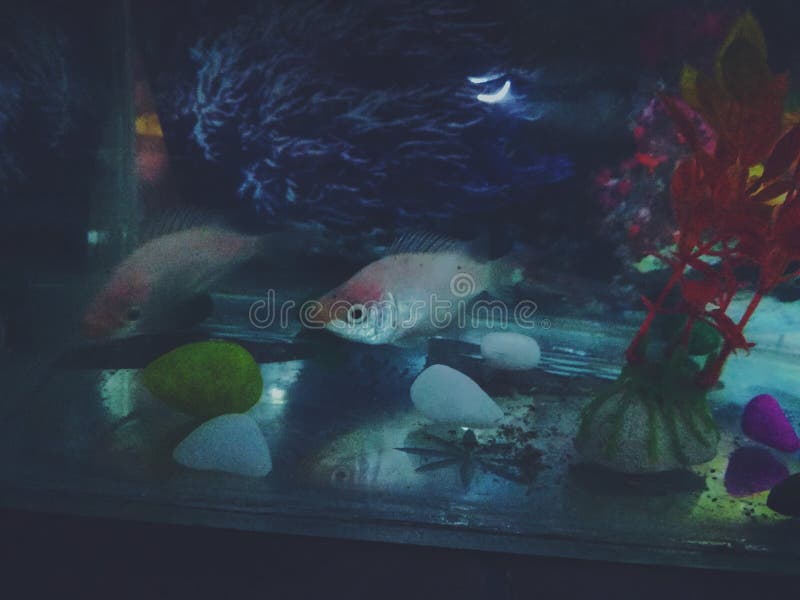 Aquarium fish stock photo. Image of visions, aesthetic - 144635074