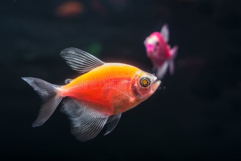 Aquarium fish. Black tetra. Gymnocorymbus ternetzi. Bright glowing colors. Animals. Dark background. royalty free stock photo Aquarium fish. Black tetra. Gymnocorymbus ternetzi. Bright glowing colors. Animals. Dark background. royalty free stock photo