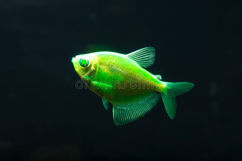 Aquarium fish. Black tetra. Gymnocorymbus ternetzi. Bright glowing colors. Animals. Dark background. stock photo Aquarium fish. Black tetra. Gymnocorymbus ternetzi. Bright glowing colors. Animals. Dark background. stock photo