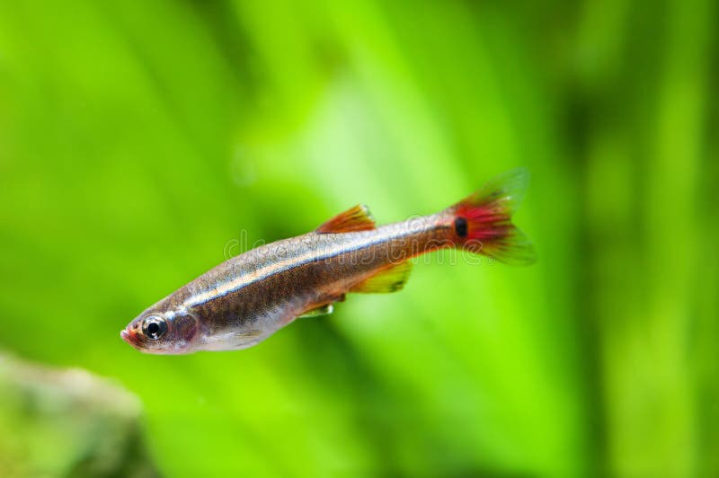 Aquarium fish close-up. White Cloud Mountain minnow on soft green plants background. Detailed pattern. macro nature royalty free stock image Aquarium fish close-up. White Cloud Mountain minnow on soft green plants background. Detailed pattern. macro nature royalty free stock image