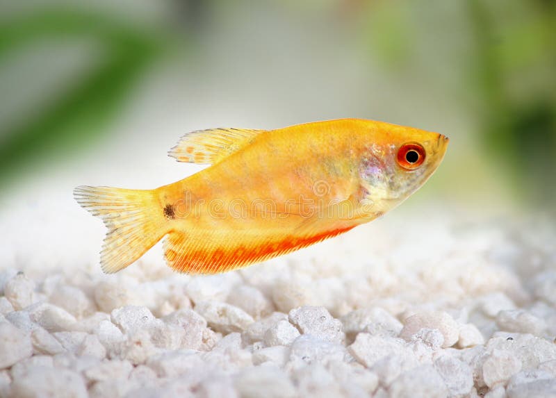 Aquarium Fish Golden gourami Trichogaster trichopterus Gold