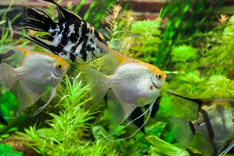Aquarium Fish Scalars among Green Algae Stock Image Image of fish