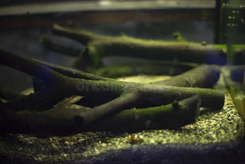 Aquarium without Fish. Tree in Moss at Bottom of Aquarium Stock Image Image of clean, light