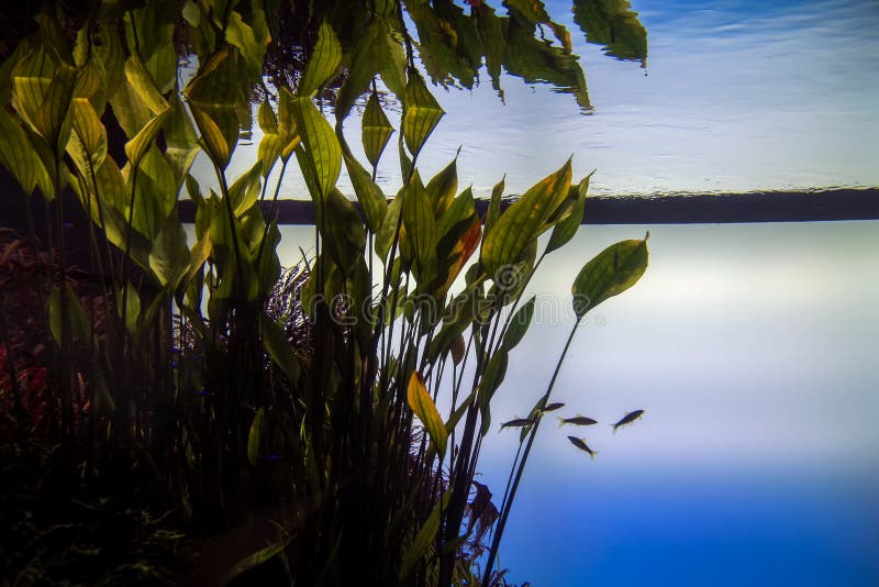 Aquarium with Fish and Vegetation Stock Image Image of submerged