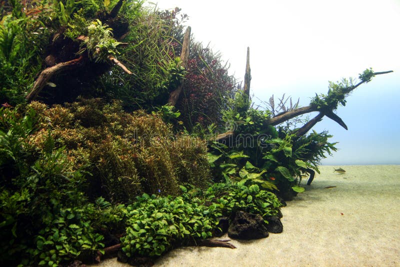 Aquarium with vegetation stock image. Image of beautiful 29456819
