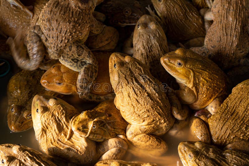 Aquarium with Frogs at the Fish Market Stock Image - Image of edible