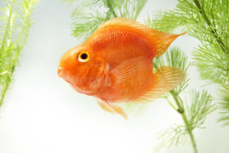 Aquarium-Goldfische lizenzfreies stockbild Aquarium-Goldfische lizenzfreies stockbild