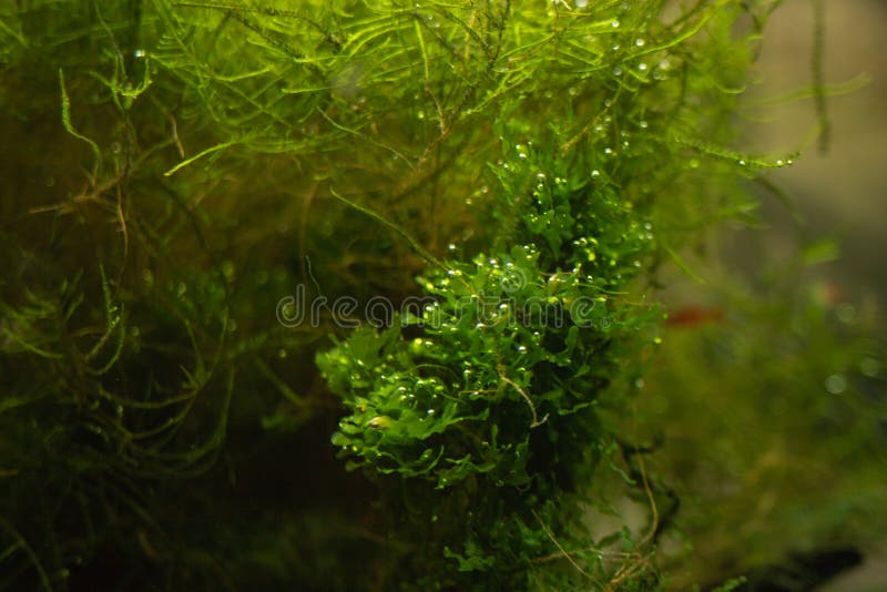 Aquarium Green Algae, Elements of Flora in the Aquarium Stock Image Image of fresh, green