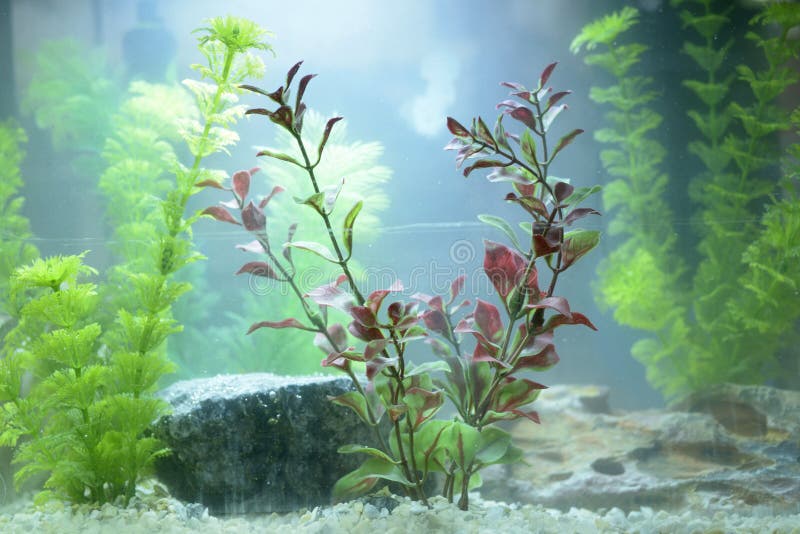 Aquarium Husbandry. Decorations and Plants Arranged in an Aquarium