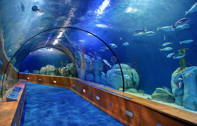 Glass tunnel in Oceanografic aquarium