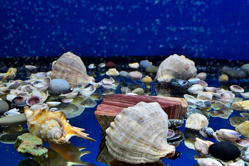 Zeldzaamheid Keelholte Plaatsen Aquarium Met Schelpen En Hun Reflectie in Een Glazen Bodem Stock Foto -  Image of overzees, glas: 159627146
