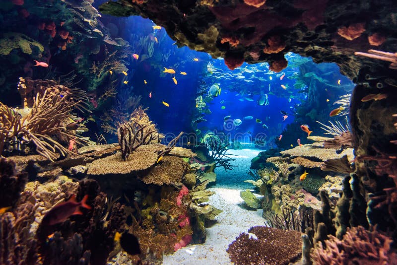 gemakkelijk Leuren Uittreksel Aquarium Met Vissen, Voor Achtergrond Stock Foto - Image of blauw, aquarium:  66602582