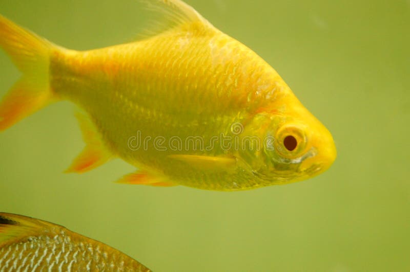 Aquarium ornamental fish stock photo. Image of life 105690648