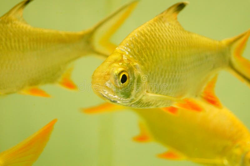 Aquarium ornamental fish stock photo. Image of beautiful 105690886