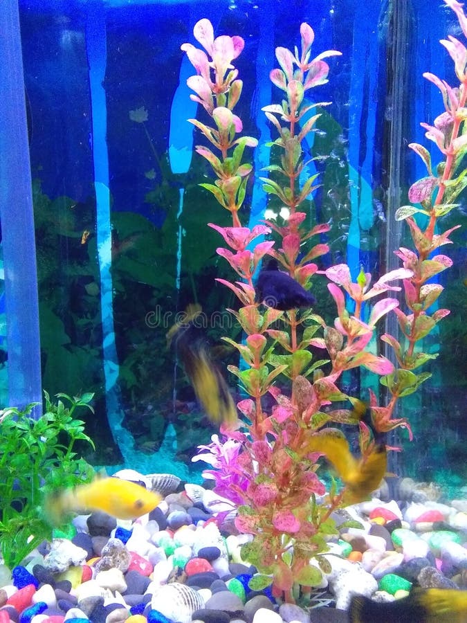 Aquarium is Ornamental Fish Place in the Room Stock Photo Image of