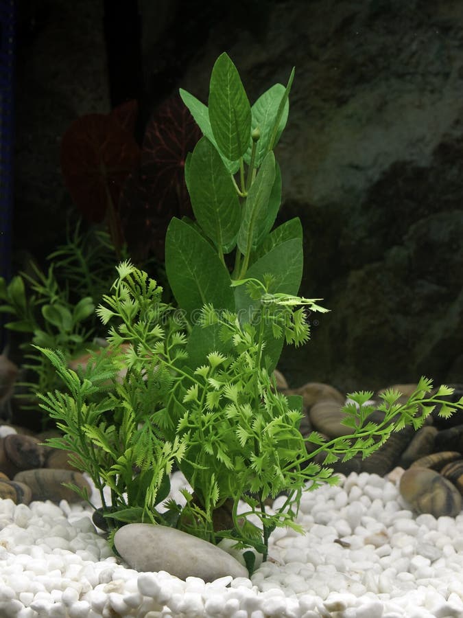 Seaweed isolated stock image. Image of aquatic, food, plant 9900635