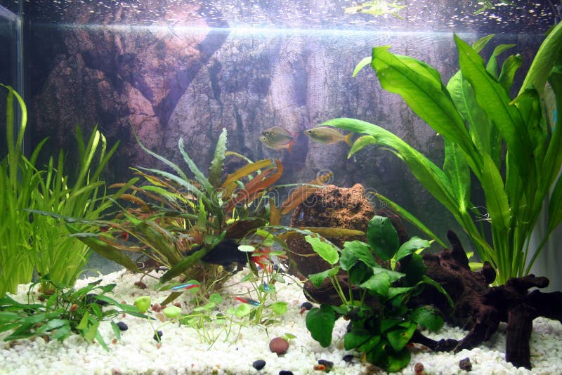 HD wallpaper: aquarium, green color, plant, growth, black background,  nature