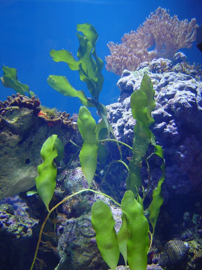 Aquarium plants stock image. Image of tank, plant, underwater 256028881