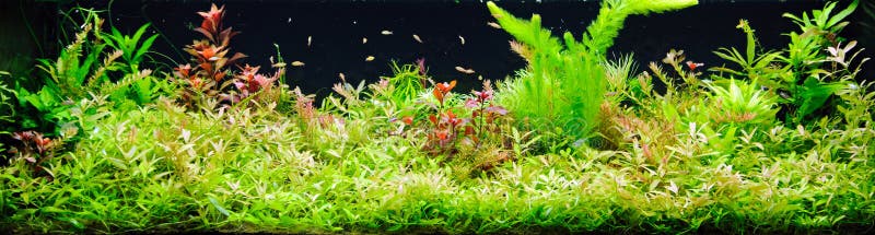 Aquarium planté
