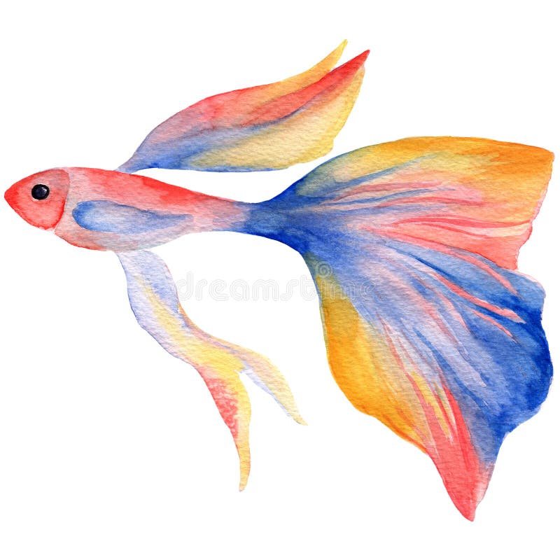 Spotted aquatic underwater colorful tropical... - Stock Illustration  [101651506] - PIXTA