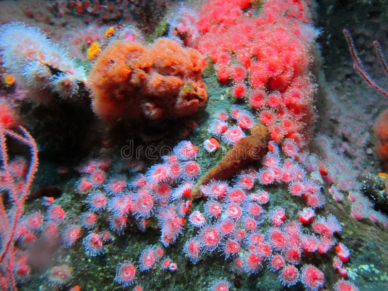 Aquarium red anemones, Tropical, marine life