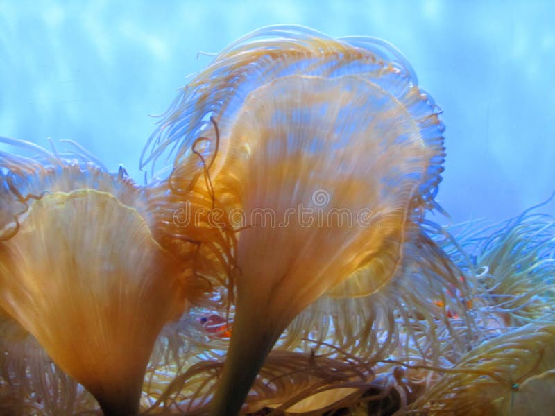 Aquarium red anemones
