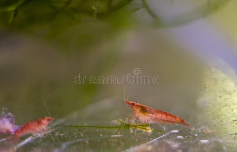 Aquarium-rote Garnele, flacher dof Garnele, Kirsche, Amano oder sogar lizenzfreie stockbilder Aquarium-rote Garnele, flacher dof Garnele, Kirsche, Amano oder sogar lizenzfreie stockbilder