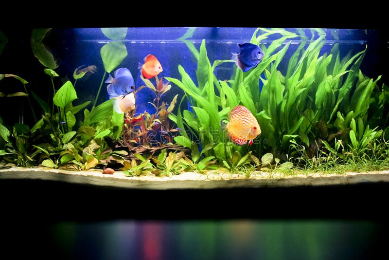 Freshwater Tropical Fish Tank