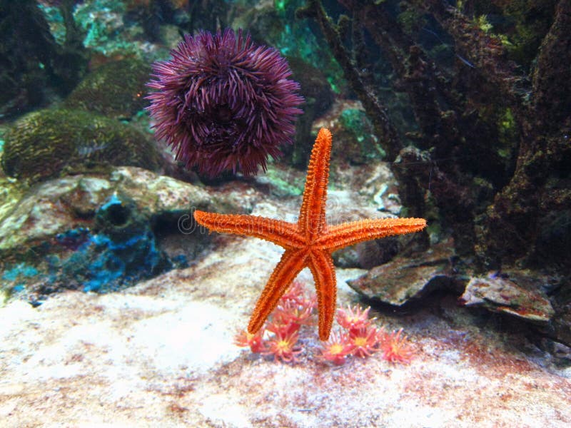Aquarium Starfish Urchin stock photo. Image of orange 11664750