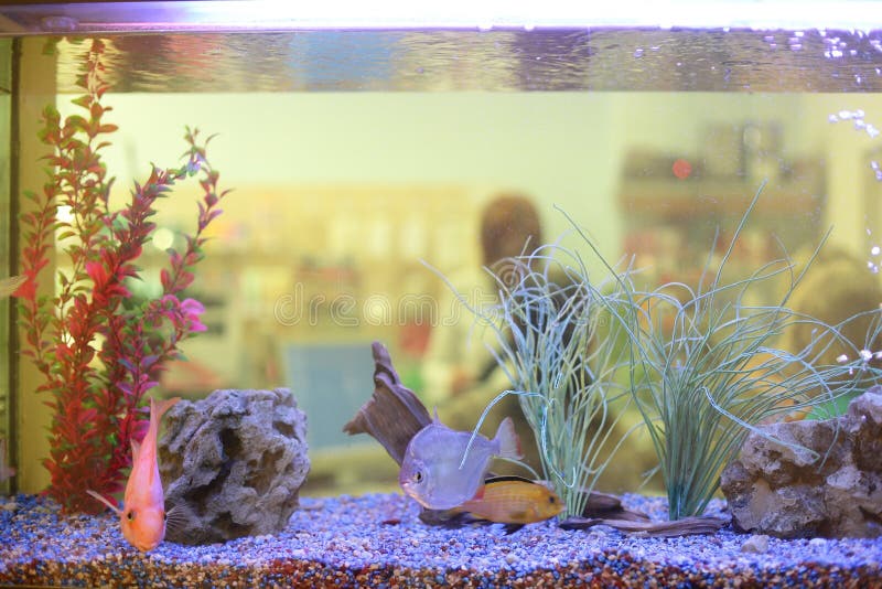 Aquarium tank close up with cute fish royalty free stock images