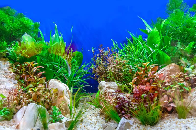 Aquarium Paysagé Avec Plantes Vivantes Photo stock - Image du trident,  école: 258059062