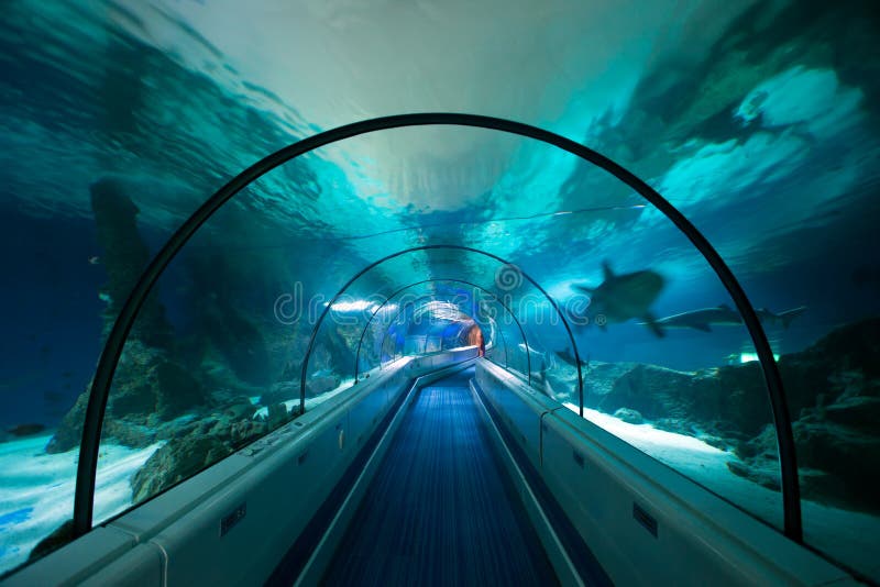  Aquarium  Tunnel Underwater stock photo Image of 