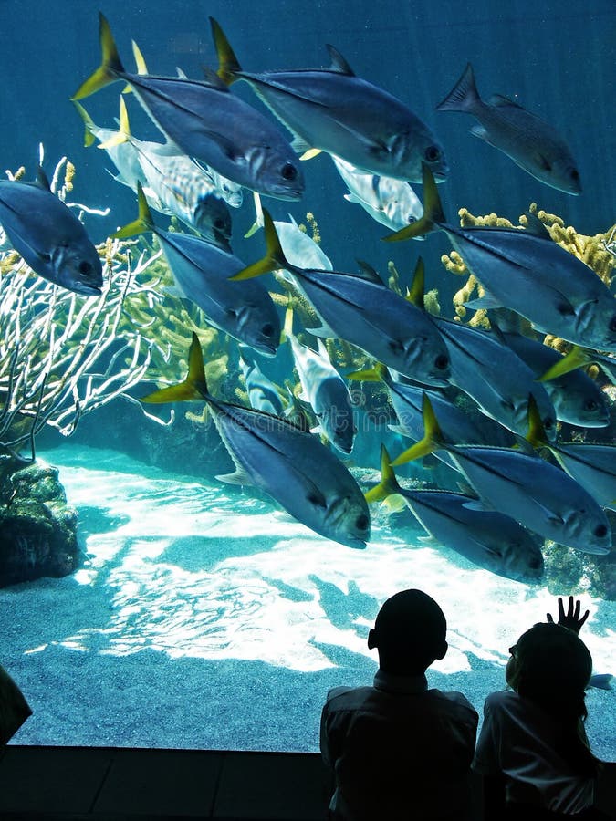 Aquarium Visit