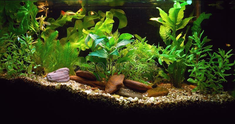 Aquarium à la maison Aquarium à la maison