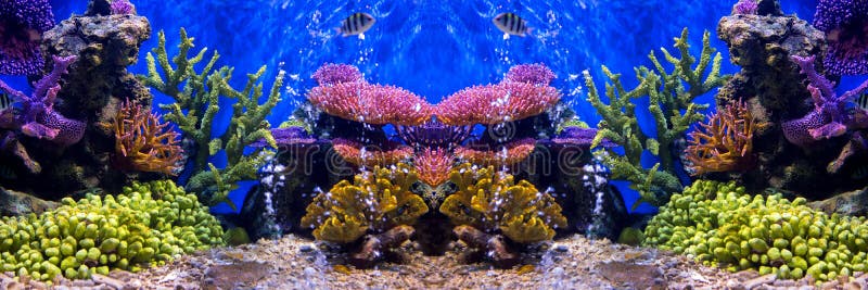 Aquariumvissen met koraal en waterdieren