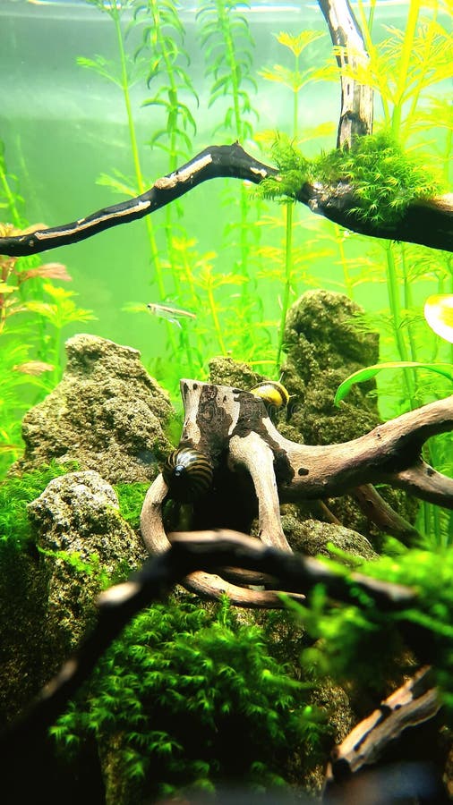 Aquascape and snail stock photo. Image of forest, tree 220170384