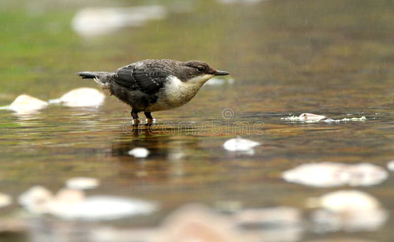 An aquatic blackbird in a river in Cantabria.