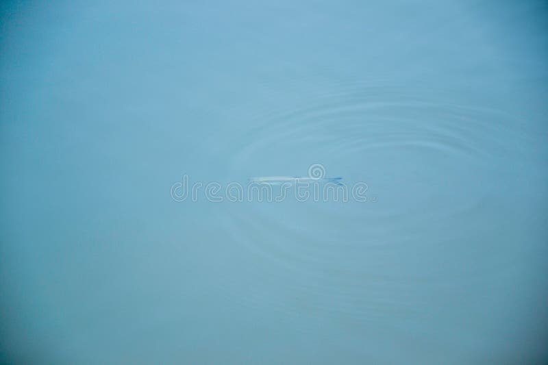 Fish gliding beneath water surface reveals natural serenity and ecological detail royalty free stock photos