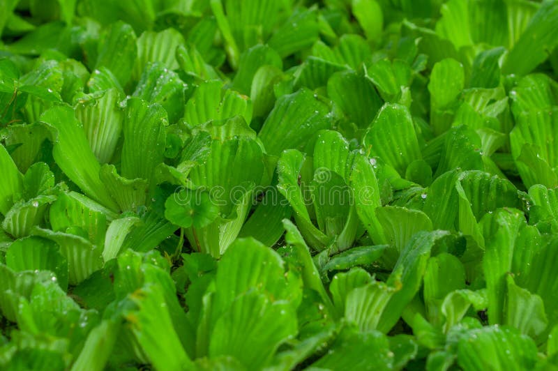Aquatic Floating Plants in Limoncocha National Park in the Amazon
