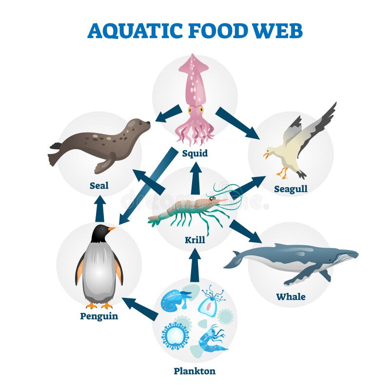 Aquatic Food Web Vector Illustration. Labeled Educational Water Life Scheme  Stock Vector - Illustration of graphic, penguin: 164875278