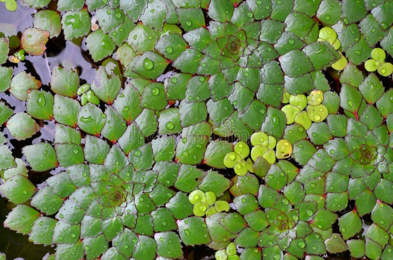 Aquatic plant stock photo. Image of background, beauty 24684430