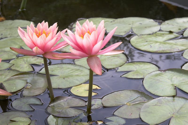 Aquatic plant