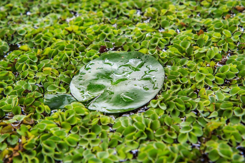 Aquatic plant. stock photo. Image of natural, flora, culture 34711794