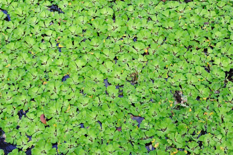 Aquatic plant stock photo. Image of lotiform, closeup 44806284
