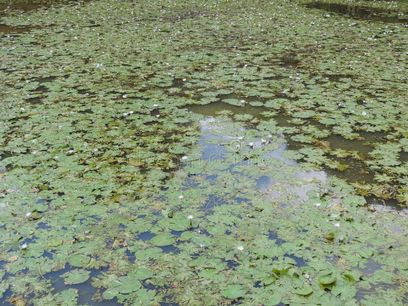 Aquatic plants background stock image. Image of colorful - 276632977