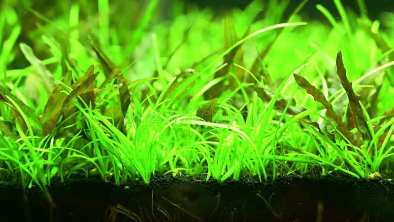 Aquatic plants for decorating fish tanks