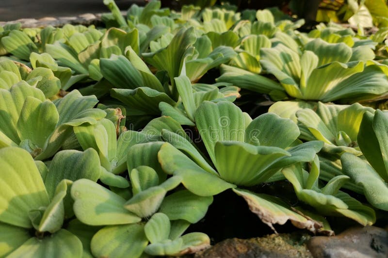 Aquatic Plants in the Fish Pond Stock Photo Image of pond, grass