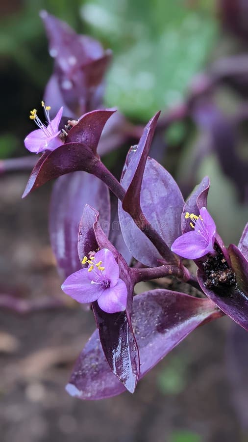 Aquatic Plants in a Fish Pond Stock Image Image of lilac, organ