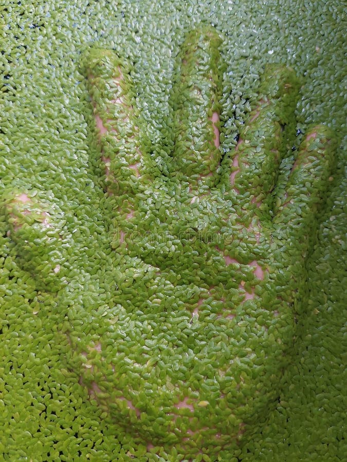 Aquatic Plants are Good for Fish Stock Image Image of fish