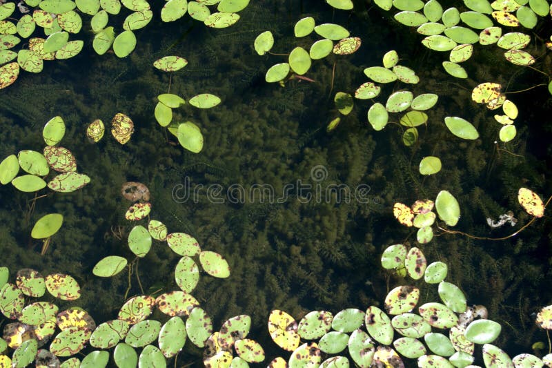 Aquatic Plants on Top of Lake Stock Photo Image of lake, close 231481300